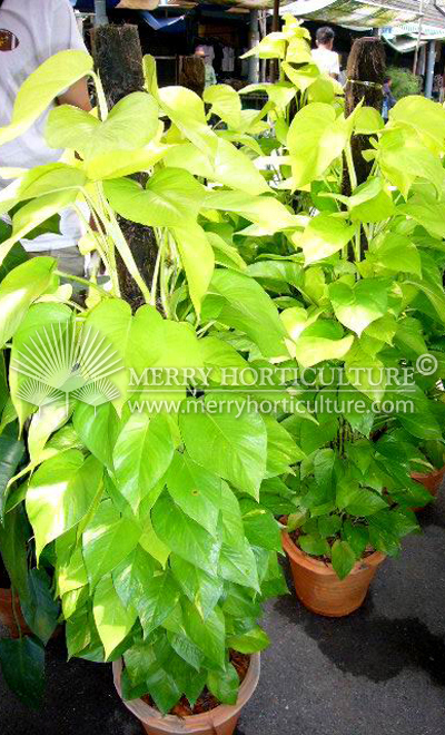 Epipremnum aureun gold (